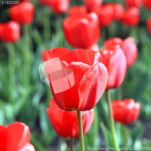 Image of tulip flowers closeup image