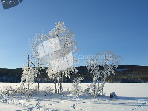 Image of Winter trees