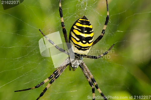 Image of closeup wasp spider argiope bruennichi spiderweb 