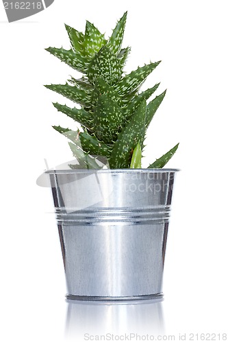 Image of Cactus in a metal pot