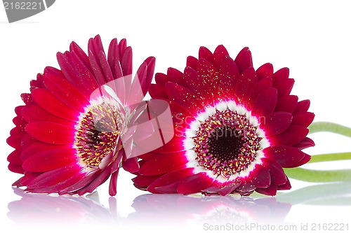 Image of Red gerbera flowers with reflection