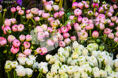 Image of Tulips for sale