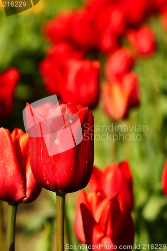 Image of Red tulip