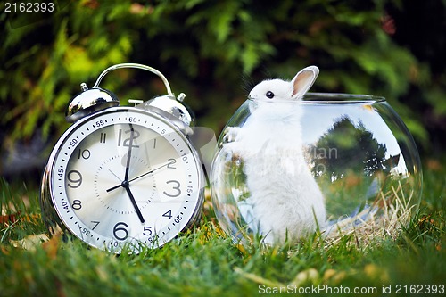 Image of Rabbit in the aquarium