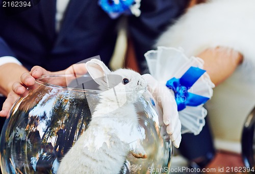 Image of Rabbit in the aquarium