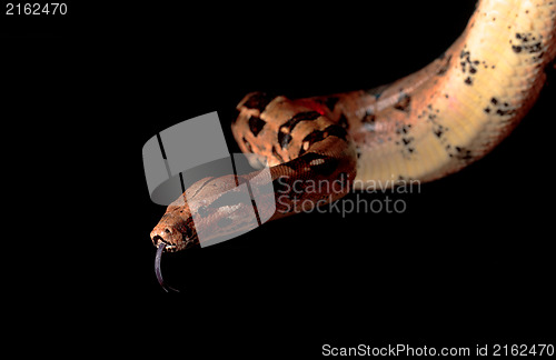 Image of Boa Head with his Tongue hanging