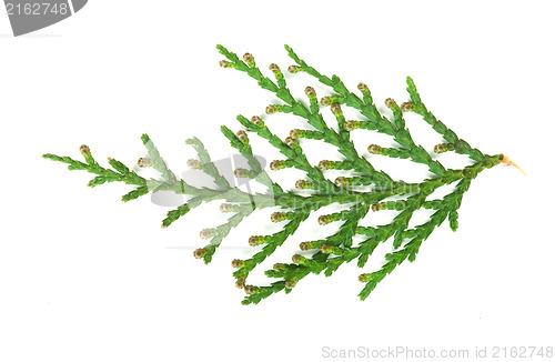 Image of Evergreen branch white isolated