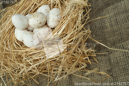 Image of Organic domestic white eggs in straw nest