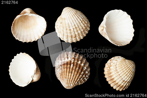 Image of Set of sea ??shells black isolated