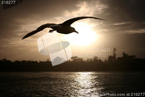 Image of Sea gull at sunset