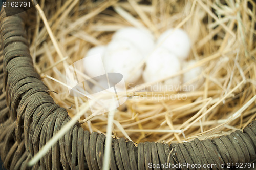 Image of Organic white domestic eggs in vintage basket