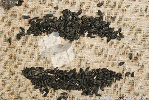 Image of Sunflower seed