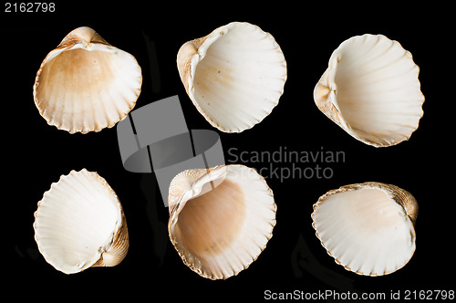 Image of Set of sea ??shells black isolated