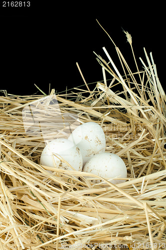 Image of Organic domestic white eggs in straw nest