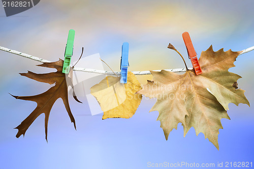 Image of Autumn leaves on a rope
