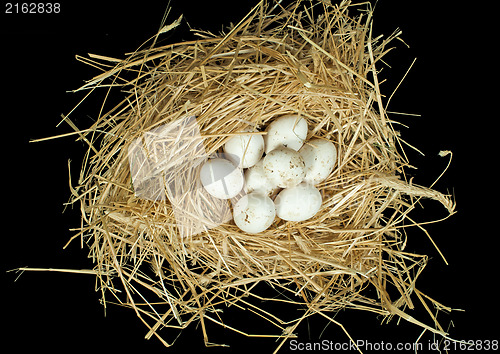 Image of Organic white eggs in straw nest