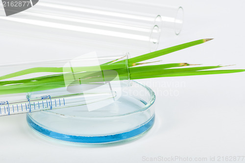 Image of Green plants in laboratory equipment