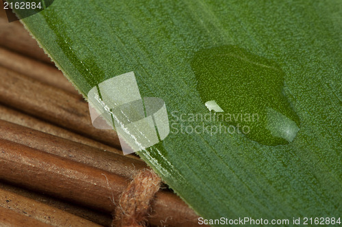 Image of Green leaf background and drops