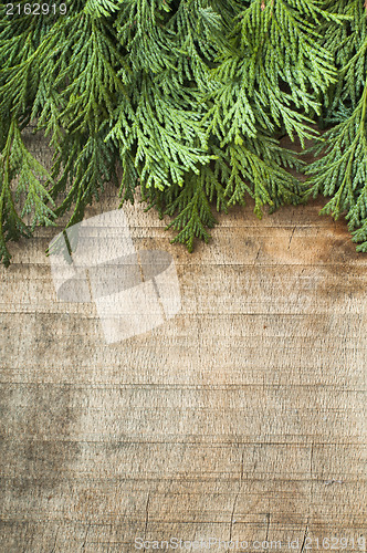 Image of Wood and fir branches background