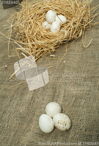 Image of Organic white domestic eggs in straw nest