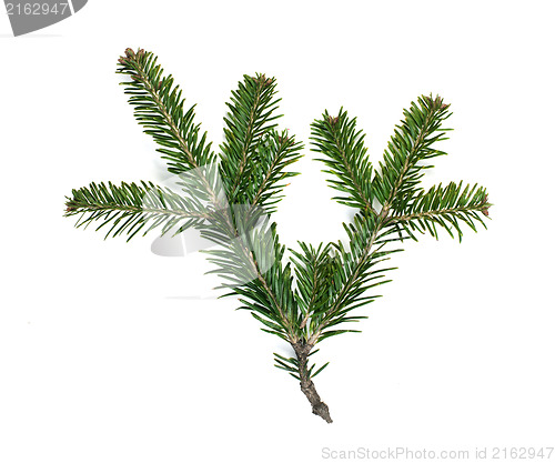 Image of Fir branch white isolated