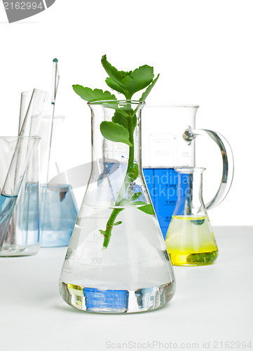 Image of Green plants in laboratory equipment