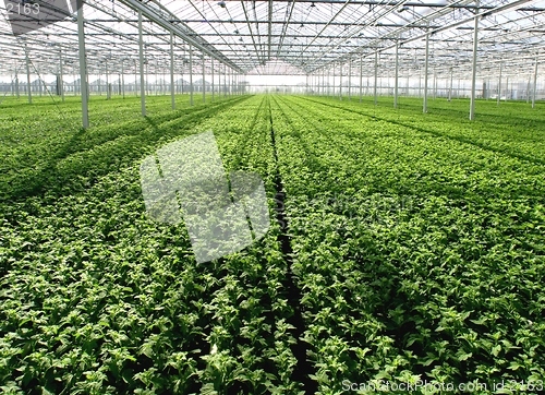 Image of greenhouse with new plants