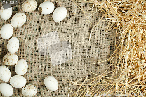 Image of Organic white domestic eggs on sackcloth and straw