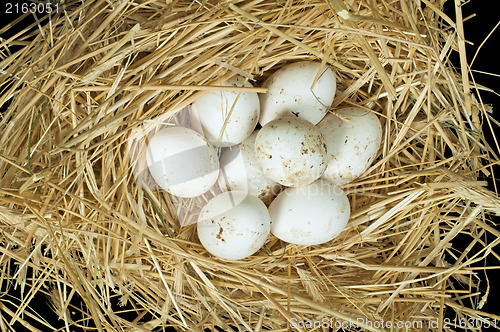 Image of Organic domestic white eggs in straw nest