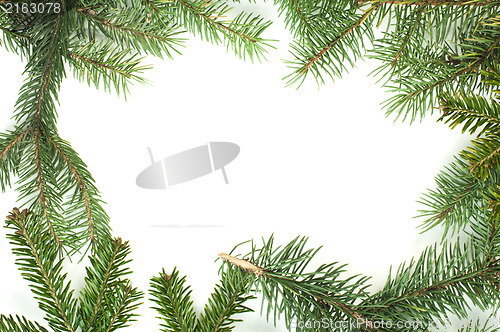 Image of Fir branch white isolated