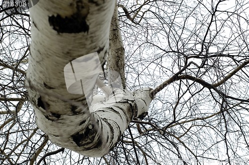 Image of Twisted Tree