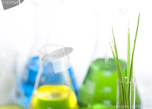 Image of Green plants in laboratory equipment