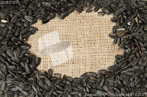 Image of Sunflower seed