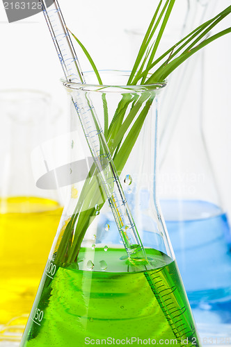 Image of Green plants in laboratory equipment