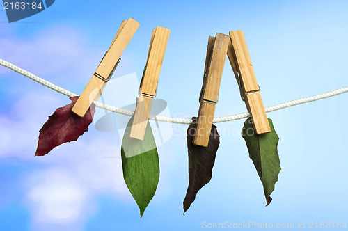 Image of Autumn leaves on a rope.