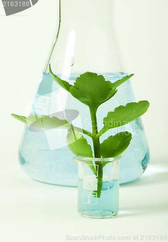 Image of Green plants in laboratory equipment