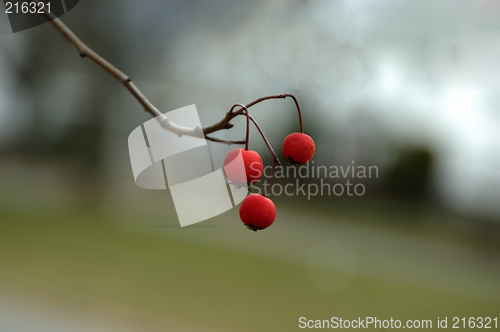 Image of Wild Berries