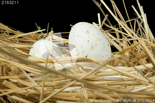 Image of Organic domestic white eggs in straw nest