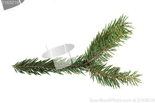 Image of Fir branch white isolated
