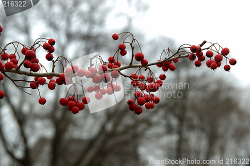 Image of Wild Berries