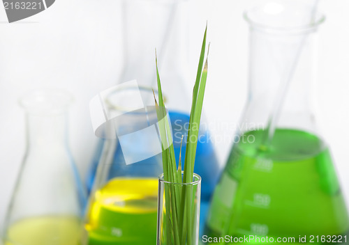 Image of Green plants in laboratory equipment