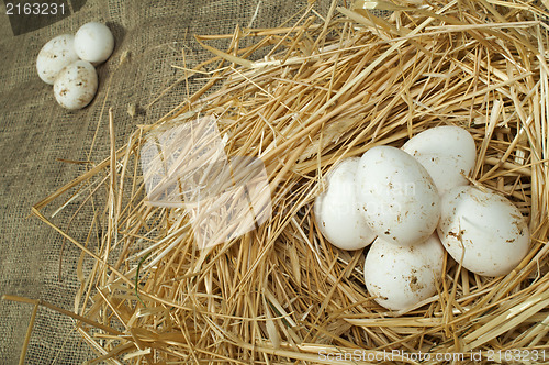 Image of Organic domestic white eggs in straw nest