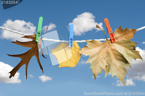 Image of Autumn leaves on a rope