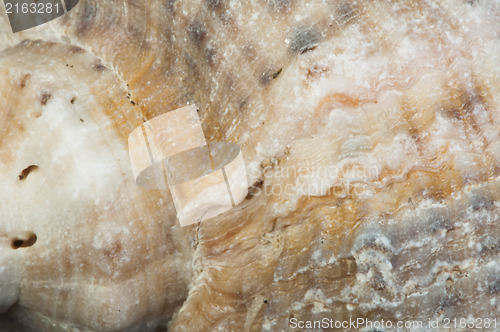 Image of Part of rapana very close up for background