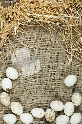 Image of Organic white domestic eggs on sackcloth and straw