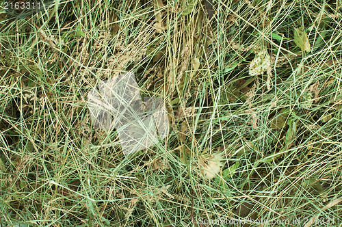 Image of Hay close up background