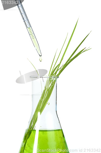 Image of Green plants in laboratory equipment
