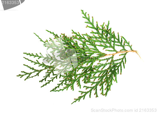 Image of Evergreen branch white isolated