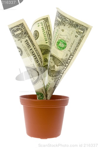 Image of US money plant

