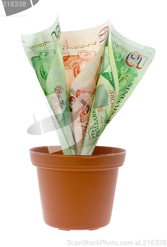 Image of Singapore money plant

